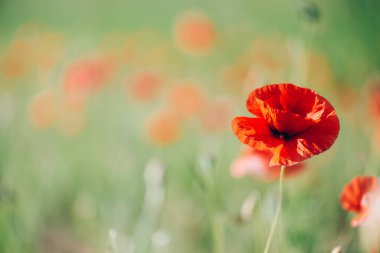 Parlak kırmızı gelincik çiçeklerini kapatın. Yaz zamanı. Kopya alanı olan bir arkaplan. Çiçekli gelincikler bahçesi. Renkli çayır.