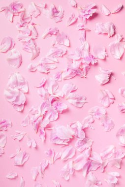 Şakayık yapraklı pembe arka plan. Üst Manzara. Çiçek izi. Soyut çiçek dokusu. Bahar konsepti.