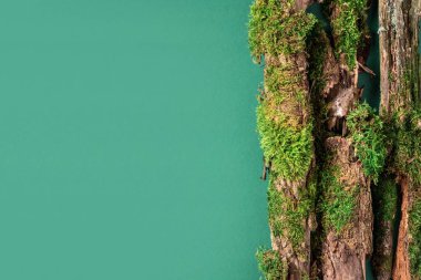 Kabuk ağacı için yaratıcı kompozisyon, organik kozmetik ürünleri için yeşil arka planda yosun. Üst Manzara. Uzayı kopyala Çevre dostu doğa kavramı.