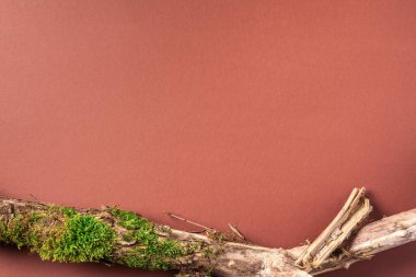 Kabuk ağacı için yaratıcı kompozisyon, organik kozmetik ürünleri için kahverengi arka planda yosun. Üst Manzara. Uzayı kopyala Çevre dostu doğa kavramı.