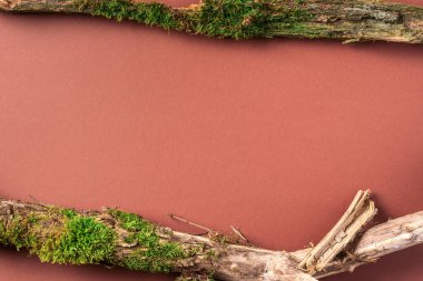 Kahverengi arka planda yeşil orman yosunu. Üst Manzara. Uzayı kopyala Doğal ekolojik model. Ağaç kabuğundan yapılmış doğal düzen, doğal nesneler. Doğa detayları koleksiyonu.