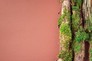 Kahverengi arka planda yeşil orman yosunu. Üst Manzara. Uzayı kopyala Doğal ekolojik model. Ağaç kabuğundan yapılmış doğal düzen, doğal nesneler. Doğa detayları koleksiyonu.