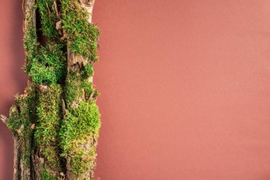 Kabuk ağacı için yaratıcı kompozisyon, organik kozmetik ürünleri için kahverengi arka planda yosun. Üst Manzara. Uzayı kopyala Çevre dostu doğa kavramı.