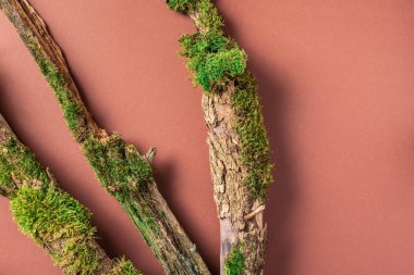 Kahverengi arka planda yeşil orman yosunu. Üst Manzara. Uzayı kopyala Doğal ekolojik model. Ağaç kabuğundan yapılmış doğal düzen, doğal nesneler. Doğa detayları koleksiyonu.