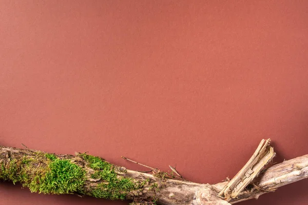 Kabuk ağacı için yaratıcı kompozisyon, organik kozmetik ürünleri için kahverengi arka planda yosun. Üst Manzara. Uzayı kopyala Çevre dostu doğa kavramı.