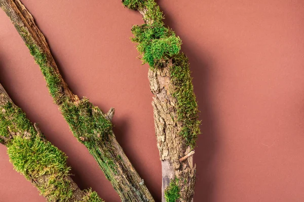 Kahverengi arka planda yeşil orman yosunu. Üst Manzara. Uzayı kopyala Doğal ekolojik model. Ağaç kabuğundan yapılmış doğal düzen, doğal nesneler. Doğa detayları koleksiyonu.