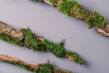 Ağaç kabuğu ile tasarım için yaratıcı kompozisyon, organik kozmetik ürünleri için gri arka planda yosun. Üst Manzara. Uzayı kopyala Çevre dostu doğa kavramı.