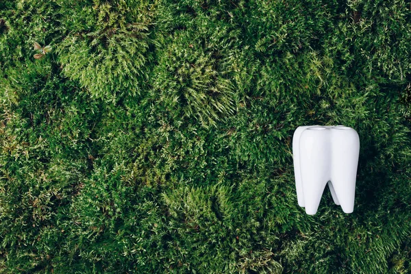 Diş fırçası, yeşil yosun arka planında birincil dişi şekillendirdi. Üst Manzara. Stomatoloji, dişçi muayenehanesi ya da diş sağlığı kliniği için imzayı kopyala. Ağız temizliği. Bütünsel yaklaşım, sağlık kavramı.