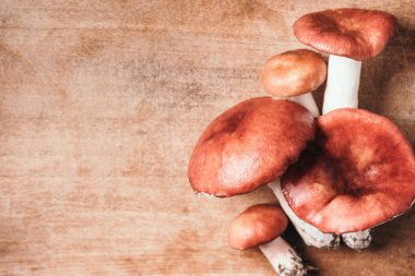 Russula emetica zehirli, russula xerampelina mantarı ahşap arka planda. Üst görünüm, boşluğu kopyala. Yengeç brittlegill veya karides mantarı.