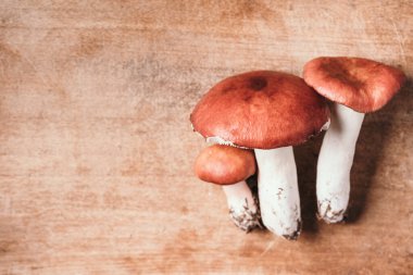 Russula emetica zehirli, russula xerampelina mantarı ahşap arka planda. Üst görünüm, boşluğu kopyala. Yengeç brittlegill veya karides mantarı.