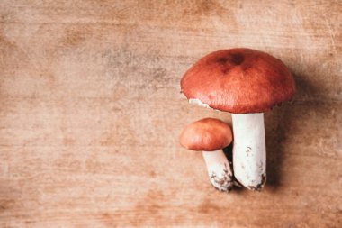 Russula emetica zehirli, russula xerampelina mantarı ahşap arka planda. Üst görünüm, boşluğu kopyala. Yengeç brittlegill veya karides mantarı.