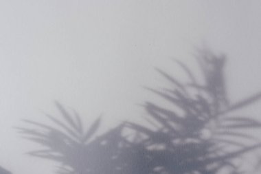 Gri duvarda palmiye yaprağı gölgeleri. Uzayı kopyala Tasarım için arkaplan dokusu.