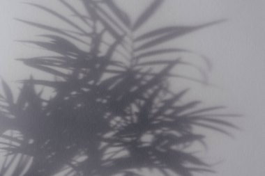 Gri duvarda palmiye yaprağı gölgeleri. Uzayı kopyala Tasarım için arkaplan dokusu.