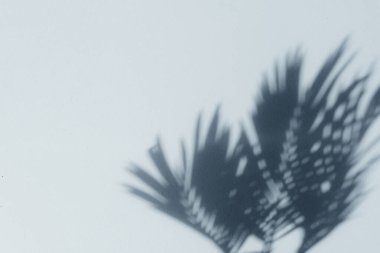 Mavi duvarda palmiye yaprağı gölgeleri. Uzayı kopyala Tasarım için arkaplan dokusu.