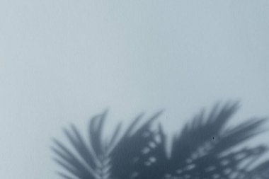 Mavi duvarda palmiye yaprağı gölgeleri. Uzayı kopyala Tasarım için arkaplan dokusu.