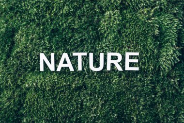 Yosun üzerine kelime doğası, yeşil çimen geçmişi. Üst Manzara. Uzayı kopyala Pankart. Biyofili konsepti. Doğa zemin.