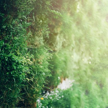 Bokeh ışıklı arka planı olan bir Blur Park. Doğa, yaz, bahar ve bahçe konsepti. Kopyalama alanı olan pankart