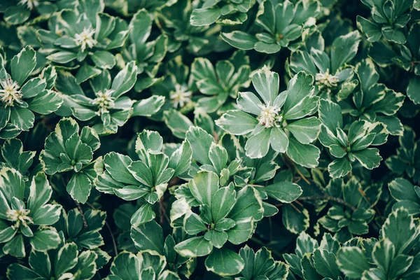 Hojas verdes textura. Fondo de hoja tropical. Banner. Vista superior — Foto de Stock