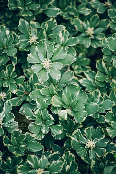 Nature concept. Top view. Green leaves texture. Tropical leaf background. — Stock Photo, Image