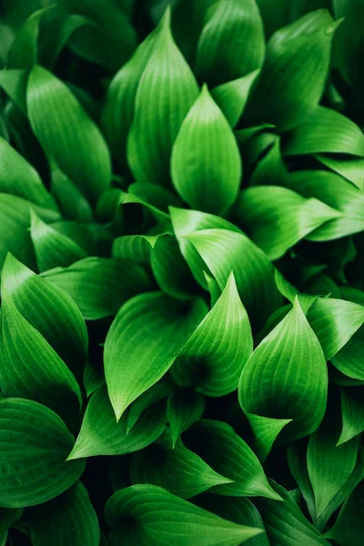 Természet koncepció. Első látásra. Zöld levelek textúra. Trópusi levélháttér. — Stock Fotó