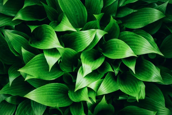 Follaje verde fresco. Deja el fondo. Fondo dinámico verde para su diseño. Textura de hoja tropical. — Foto de Stock