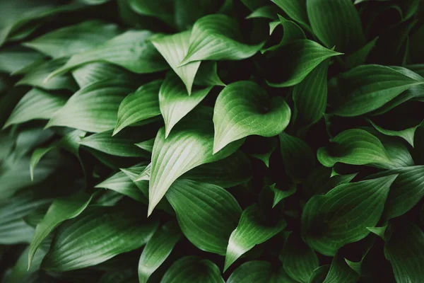 Follaje verde fresco. Deja el fondo. Fondo dinámico verde para su diseño. Textura de hoja tropical. — Foto de Stock