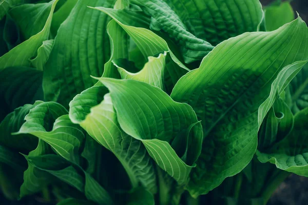Zöld levelek textúra. Trópusi levél háttér. Zászlós. Felülnézet — Stock Fotó