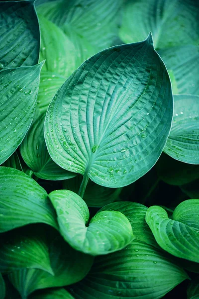 Φυσικό πράσινο φύλλα φόντο. Τροπική υφή φύλλου. Έννοια φύσης — Φωτογραφία Αρχείου