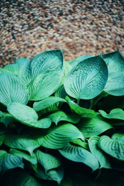 Naturbegreppet. Högst upp. Gröna löv struktur. Tropiska blad bakgrund. — Stockfoto