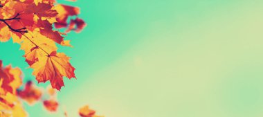 Fotokopi alanı ile altın sonbahar konsepti. Güneşli bir gün, sıcak bir hava. Sonbahar sarı yaprakları mavi gökyüzü arka planında.