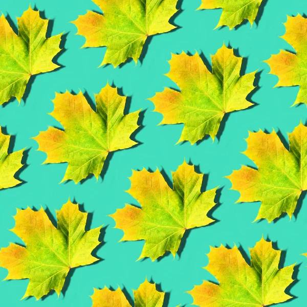 Goldener Herbst. Sonniger Tag, warmes Wetter. Ahornblatt auf mint türkisfarbenem Hintergrund mit Kopierraum. Ansicht von oben. Farben des Herbstes — Stockfoto