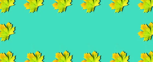 Goldener Herbst. Sonniger Tag, warmes Wetter. Rahmen mit Ahornblättern auf mint-türkisfarbenem Hintergrund mit Kopierraum. Ansicht von oben. Farben des Herbstes — Stockfoto