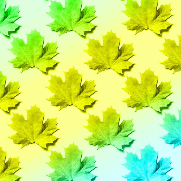 Aspectul creativ al frunzelor colorate de toamnă. Banner cu model de frunze de arțar pe fundal neon. Privire de sus. Plat lay. Conceptul sezonului . — Fotografie, imagine de stoc