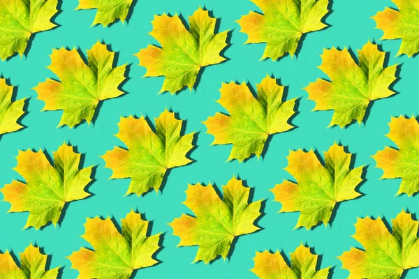 Gouden herfst concept. Zonnige dag, warm weer. Esdoorn blad op mint turquoise achtergrond met kopieerruimte. Bovenaanzicht. Kleuren van de herfst — Stockfoto