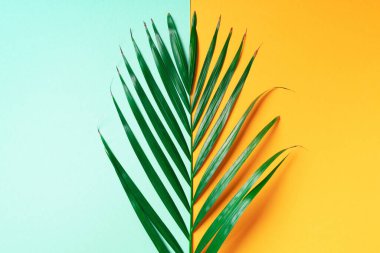 Sarı ve yeşil arka planda palmiye yaprağı. Üst Manzara. Uzayı kopyala Moda minimalizmi. Yaz konsepti