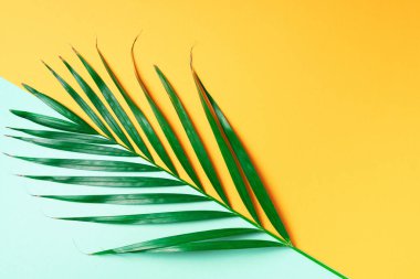 Sarı ve yeşil arka planda palmiye yaprağı. Üst Manzara. Uzayı kopyala Moda minimalizmi. Yaz konsepti