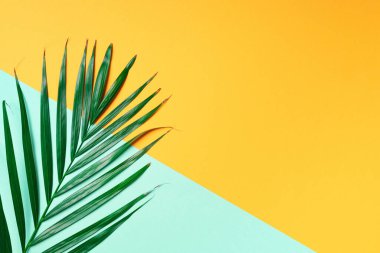 Sarı ve yeşil arka planda palmiye yaprağı. Üst Manzara. Uzayı kopyala Moda minimalizmi. Yaz konsepti