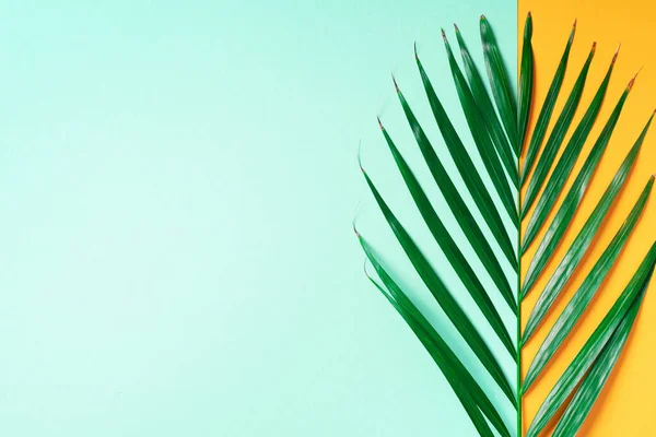 Feuille de palmier sur fond jaune et vert tendance. Vue de dessus. Espace de copie. minimalisme de la mode. Concept d'été — Photo