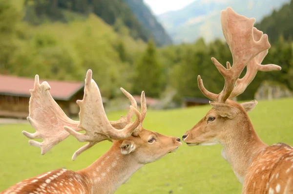 Two deers kissing in the mountains animal love — Stock Photo, Image