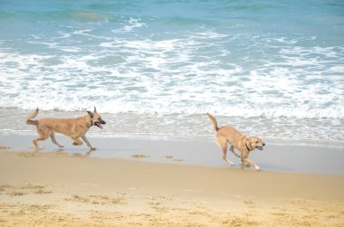 Denize yakın, köpekler beach oynayan iki evcil hayvan