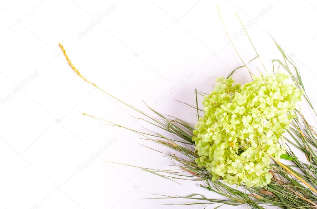 dried green flowers with herbs isolated on white background