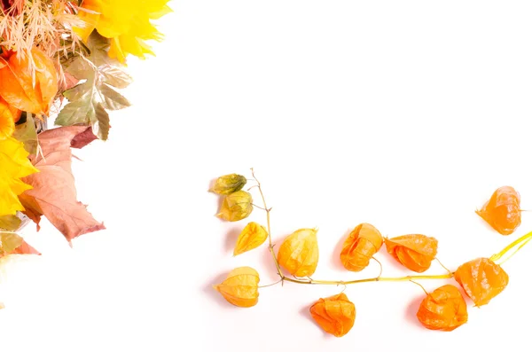 Autumn bouquet. Dried flowers and cape gooseberry on white — Stock Photo, Image