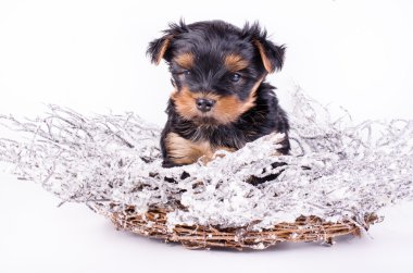 Yorkshire Terrier puppy sitting with Christmas snowy wreath and decor, 2 months old, isolated on white. New year dog.