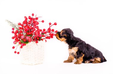 Yorkshire Terrier puppy sitting near decor berries, 2 months old, isolated on white. 