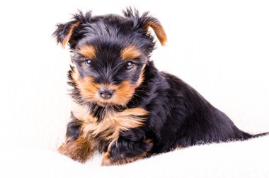 Sevimli yorkshire terrier köpek yavrusu oturan, 2 aylık, beyaz izole. 