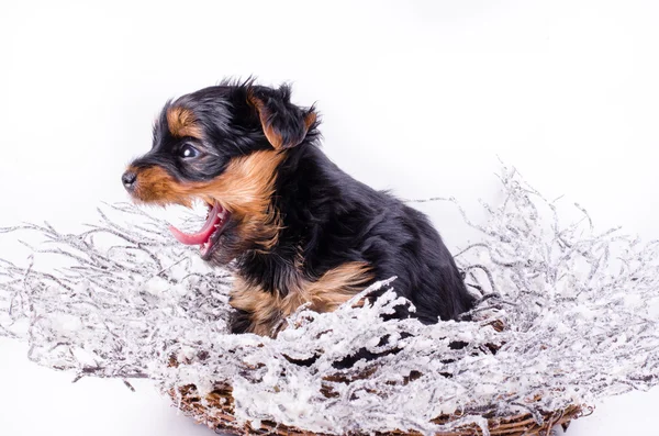 Yorkshire Terrier valp sitter anw jawning med snöig jul krans och inredning, 2 månader gammal, isolerade på vitt. Nytt år hund. — Stockfoto