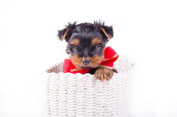 Yorkshire Terrier puppy with red bow-knot sitting in white box isolated on white background, 2 months old. Dog as present, gift — Stockfoto