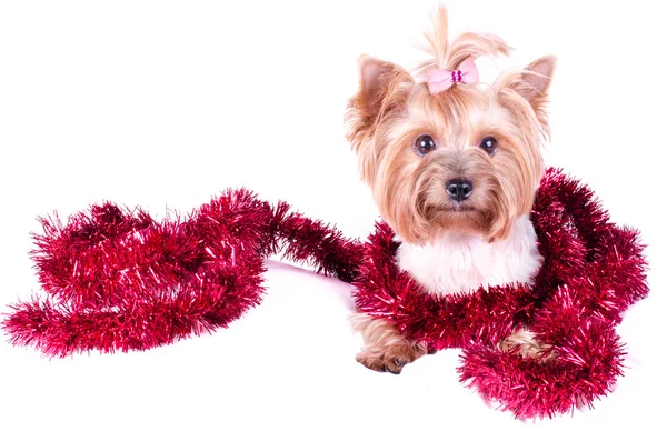Yorkshire Terrier sitting with Christmas balls and decor, 2 months old, isolated on white. New year dog. — Stockfoto