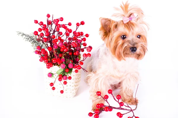 Yorkshire Terrier sitting near decor berries, 2 months old, isolated on white. — Stockfoto