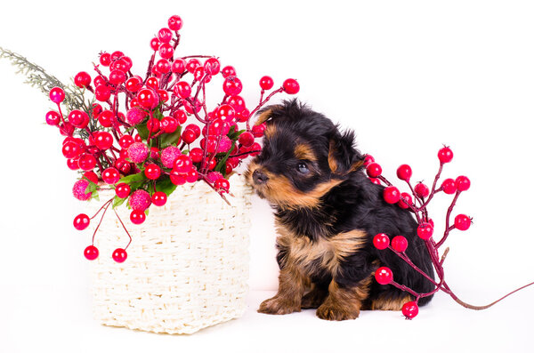 Yorkshire Terrier puppy sitting near decor berries, 2 months old, isolated on white. 
